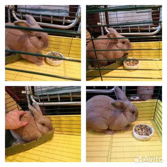 Декоративные кролики