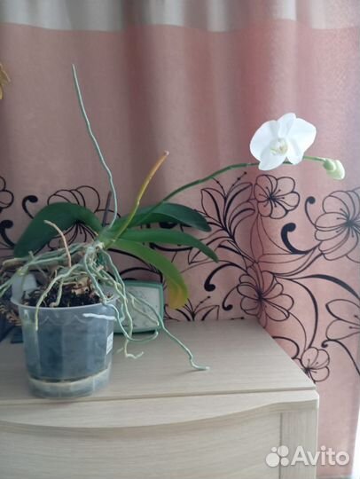 Орхидея - цветок. Комнатное растение 02