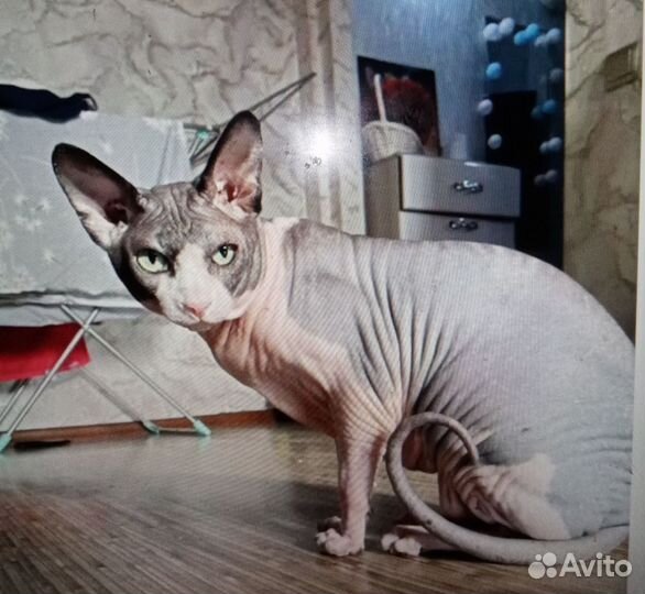 Канадский сфинкс