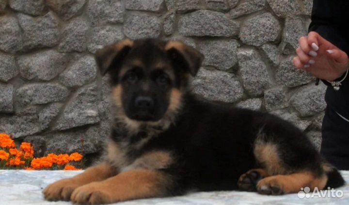 Отборные щенки