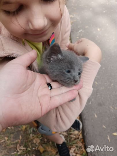Котята в добрые руки 1 месяц