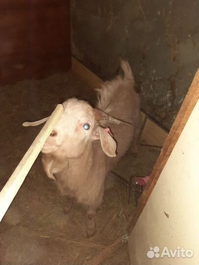 Продам козу, козочку, козла, на молоко,мясо