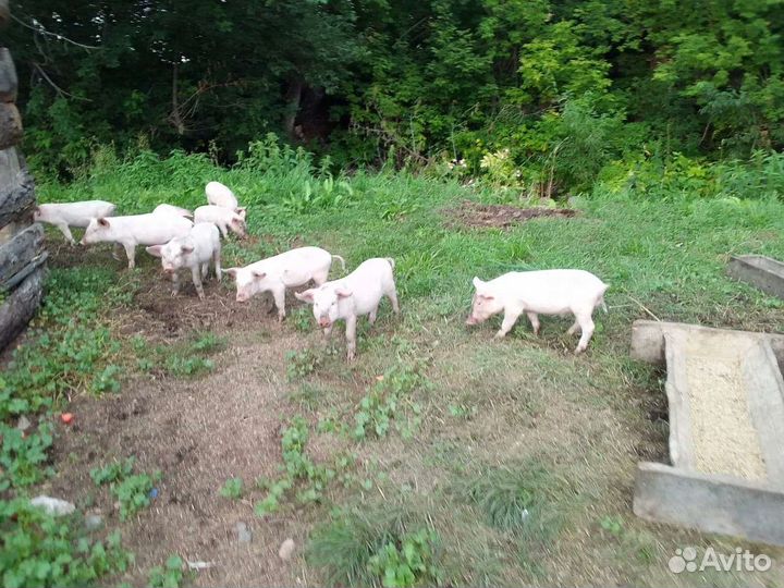 Поросенок ландрас