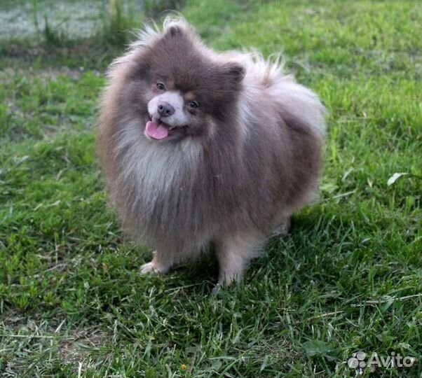 Лиловый Изюмчик-Изя