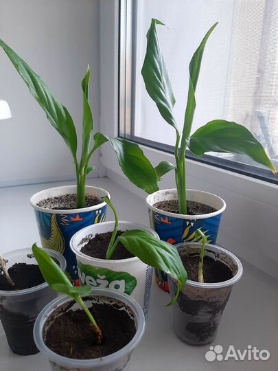 Спатифиллум 