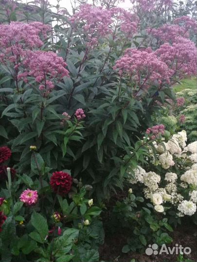 Рассада, цветы, ягоды,кустарники