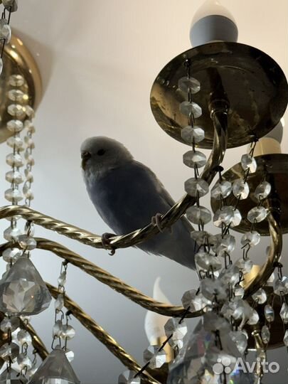 Волнистый попугай с клеткой