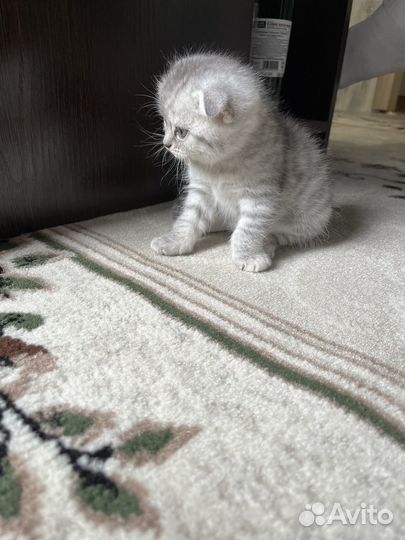 Шотландская