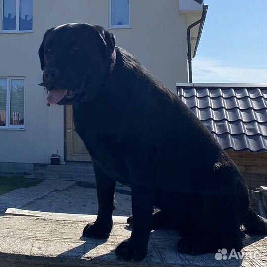 Кабель лабрадора на вязку