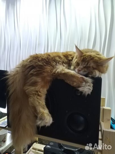 Мейн Кун красный кот полидакт вязка