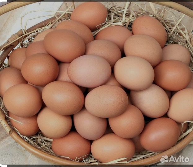 Домашние куриные яйца