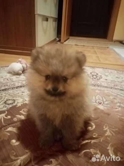 Щенки шпица мини