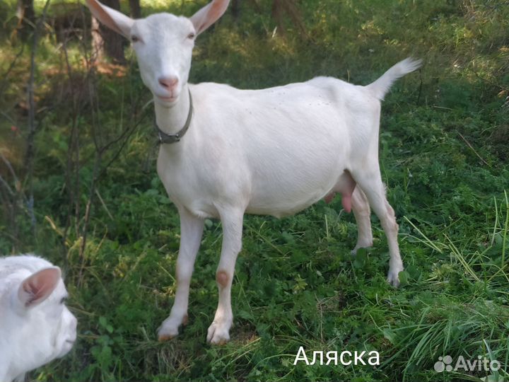 Зааненская, альпийская дойная коза, козочка 8 м