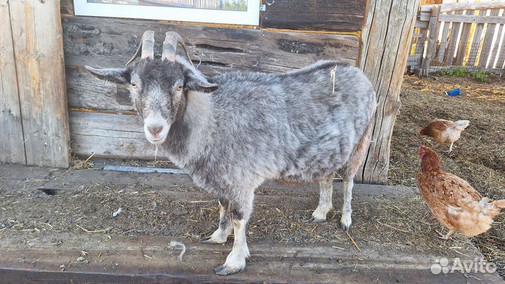 Козы, козы дойные