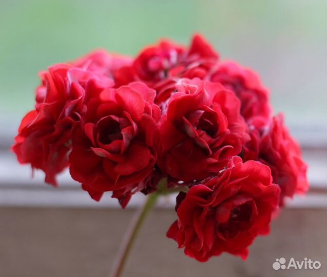 Пеларгонии сортовые