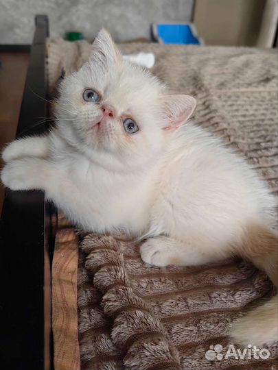 Котенок