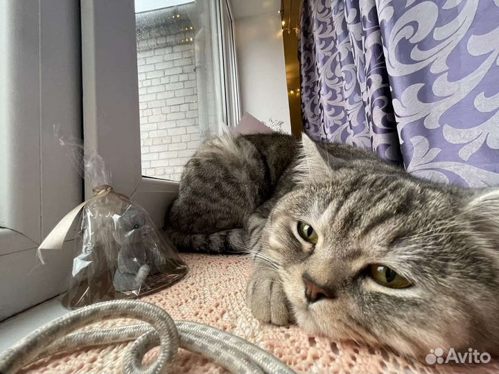 Шотландский кот вязка