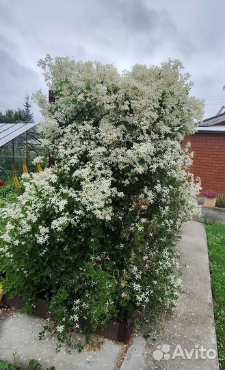 Клематис жгучий