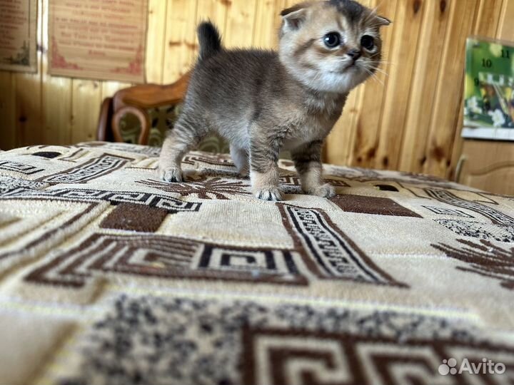 Шотландская вислоухая