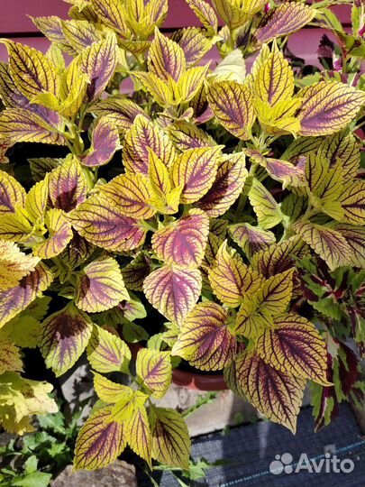 Колеусы вегетативные