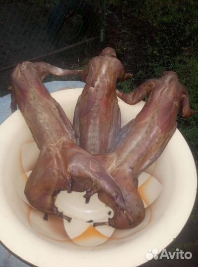 Мясо кролика