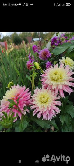 Георгины сортовые