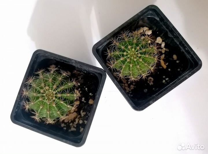 Кактус