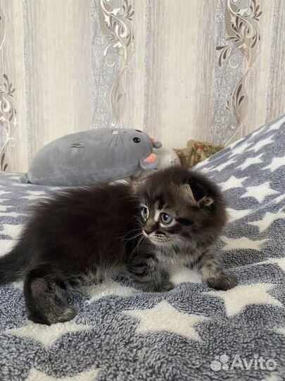 Вислоухий котик