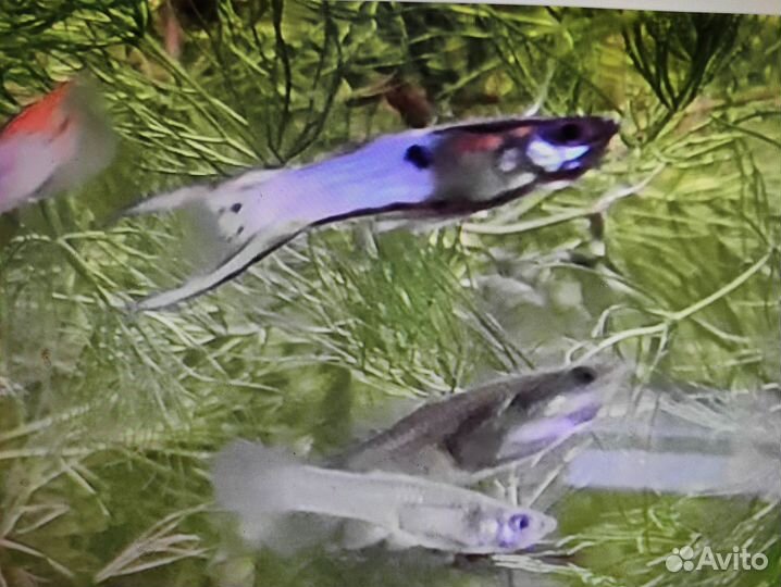 Рыбки гуппи