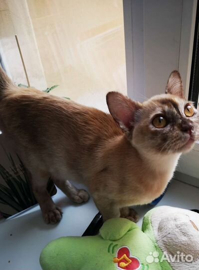 Бурма девочка