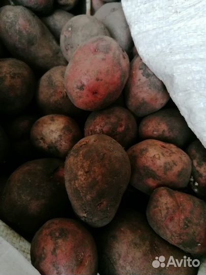 Картофель на посадку