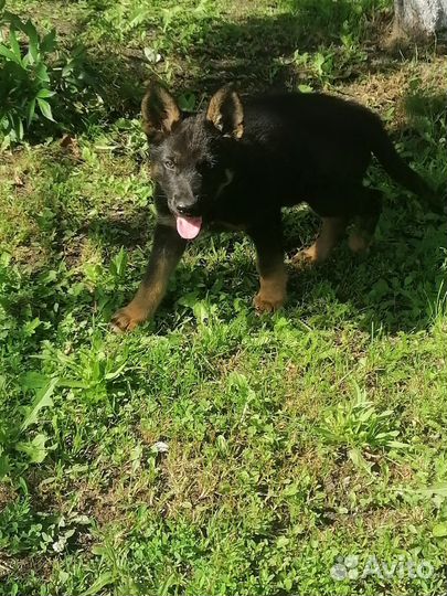 Щенки немецкой овчарки