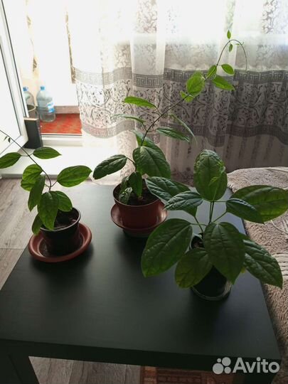 Клеродендрум Томпсона