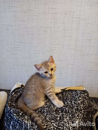 Шотландские котята