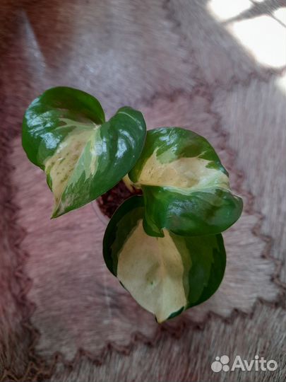 Сциндапсус/эпипремнум