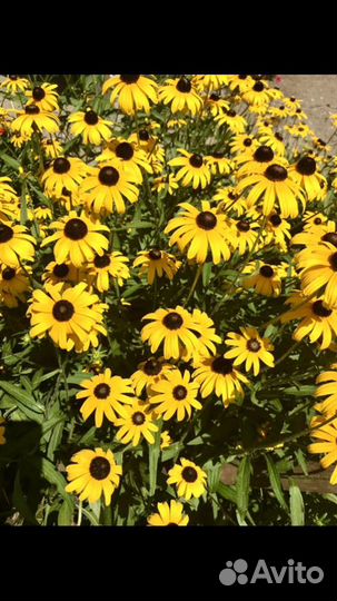 Лилии, лилейник, кампсис и др