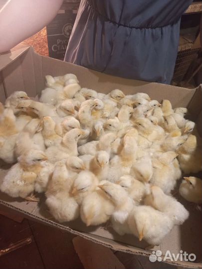 Цыплята кобб500т