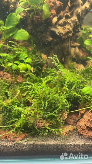 Растения для аквариума