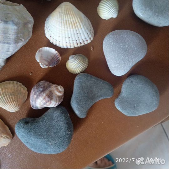 Морские ракушки, раковины, камни. Цена за всё