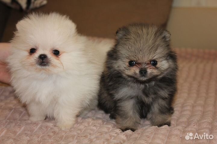 Щенки шпица