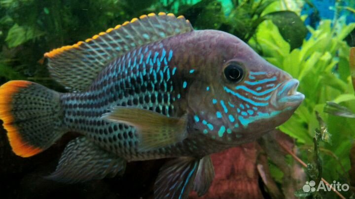 Обслуживание аквариумов