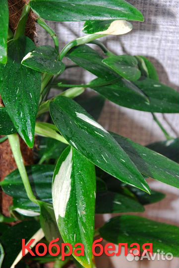 Кобра белая,Монстеры,сциндапсусы,лианы