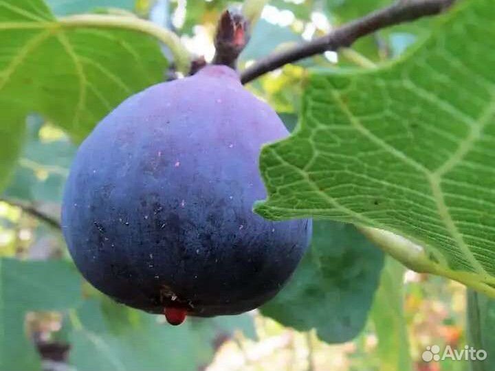 Саженцы инжира