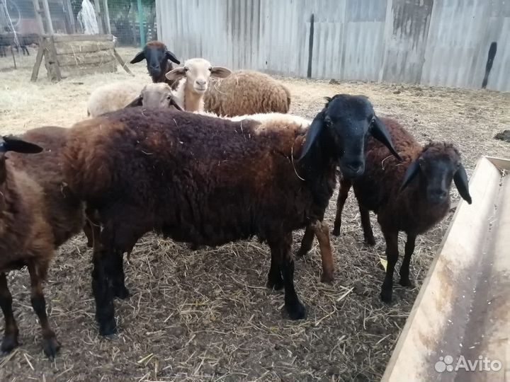 Продам чистокровного баранчика