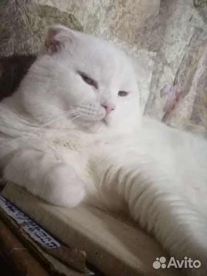 Кот скоттиш-фолд вязка