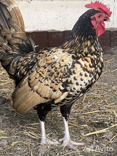 Петухи карликовые