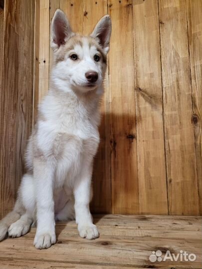 Сибирский хаски