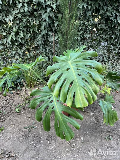 Роскошные монстеры для Вашего интерьера