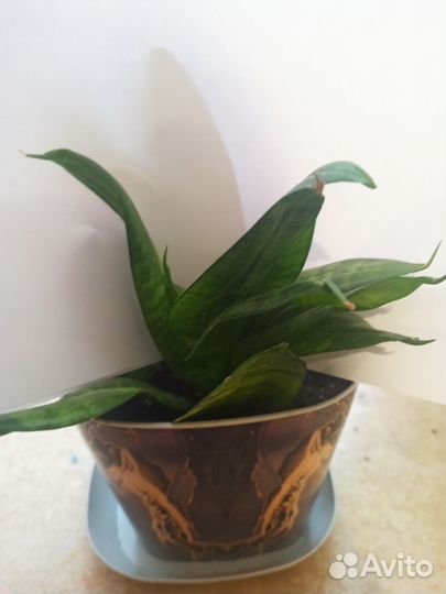 Сансевиерия