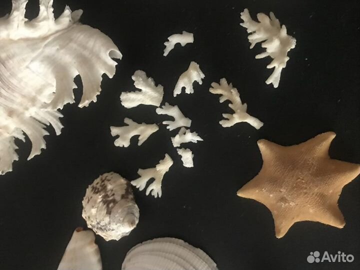 Морские ракушки раковины кораллы